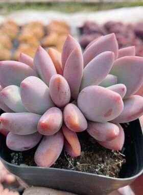 奥普琳娜  多肉植物精品贵货花卉绿植小盆栽好养高颜值（20包邮）