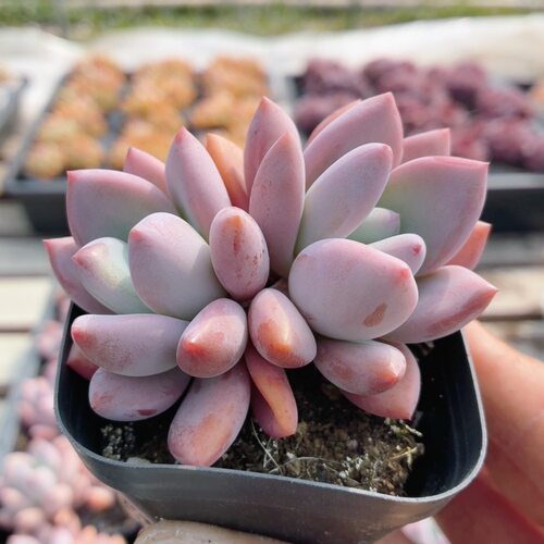 奥普琳娜  多肉植物精品贵货花卉绿植小盆栽好养高颜值（20包邮）