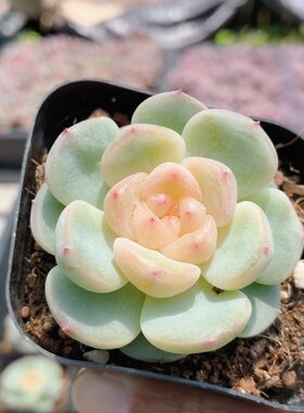 甜心  多肉植物阳台窗台好养精品高颜值花卉绿植小盆栽（20包邮）