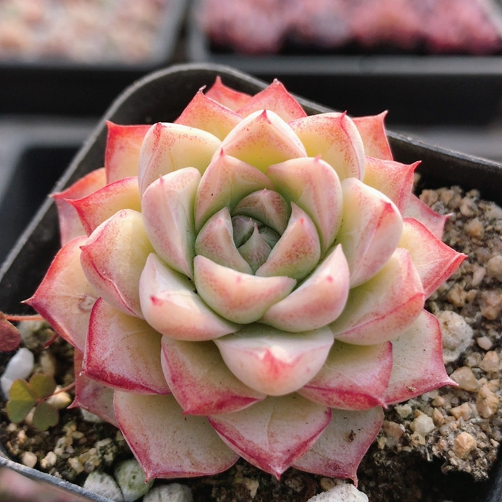 白女王  多肉植物稀有品种贵货迷你罕见盆栽高颜值好养（20包邮,鲜花速递/花卉仿真/绿植园艺,多肉植物,淘宝优惠券,粉丝福利购,淘宝优惠卷