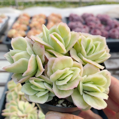 冰玫瑰锦  稀有名贵贵货多肉植物阳台新手好养高颜值盆栽（20包邮