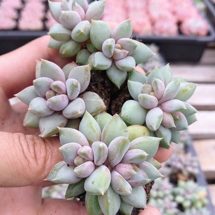 红象牙  多肉植物室内好养肉肉花卉绿植小盆栽稀有品种(20包邮) - 封面