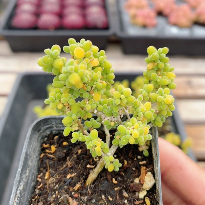 金桔枝干  稀有多肉植物阳台好养可爱绿植花卉高颜值盆栽（20包邮,鲜花速递/花卉仿真/绿植园艺,多肉植物,淘宝优惠券,粉丝福利购,淘宝优惠卷