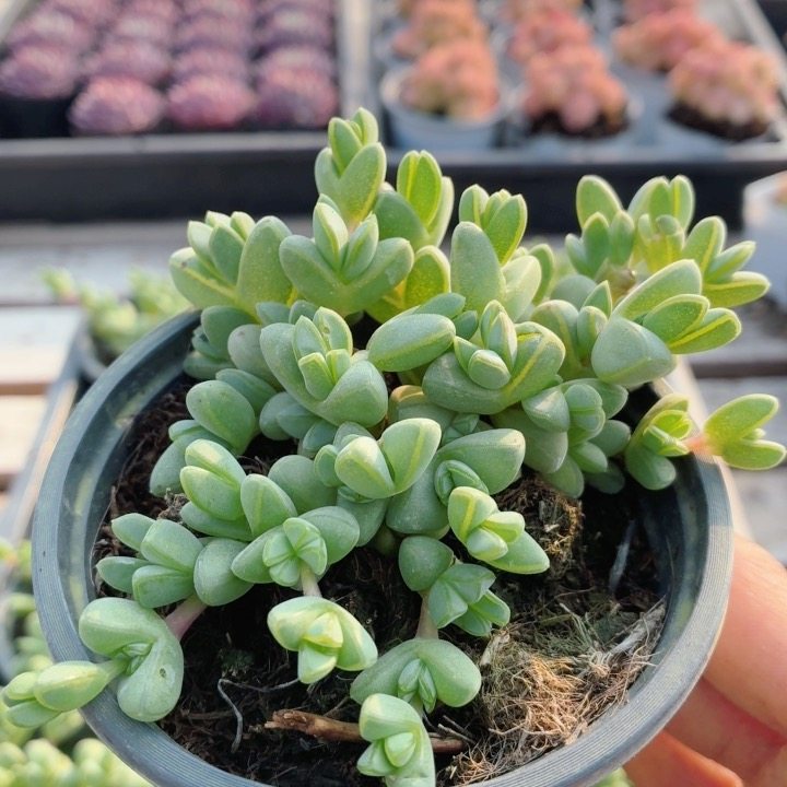 碧玉莲  高颜值精品多肉植物阳台窗台好养活名贵小盆栽（20包邮）,鲜花速递/花卉仿真/绿植园艺,多肉植物,淘宝优惠券,粉丝福利购,淘宝优惠卷