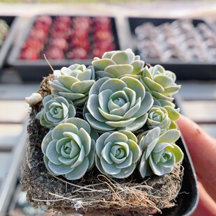 子持莲华  高颜值多肉植物阳台办公室内花卉绿植小盆栽（20包邮）