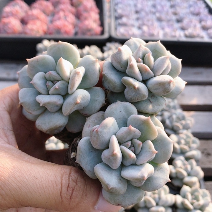 超奶  多肉植物精品好养新手高颜值阳台桌面小盆栽绿植（20包邮）