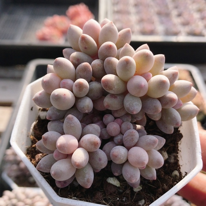 婴儿手指  多肉植物精品小盆栽新手阳台好养花卉高颜值（20包邮）