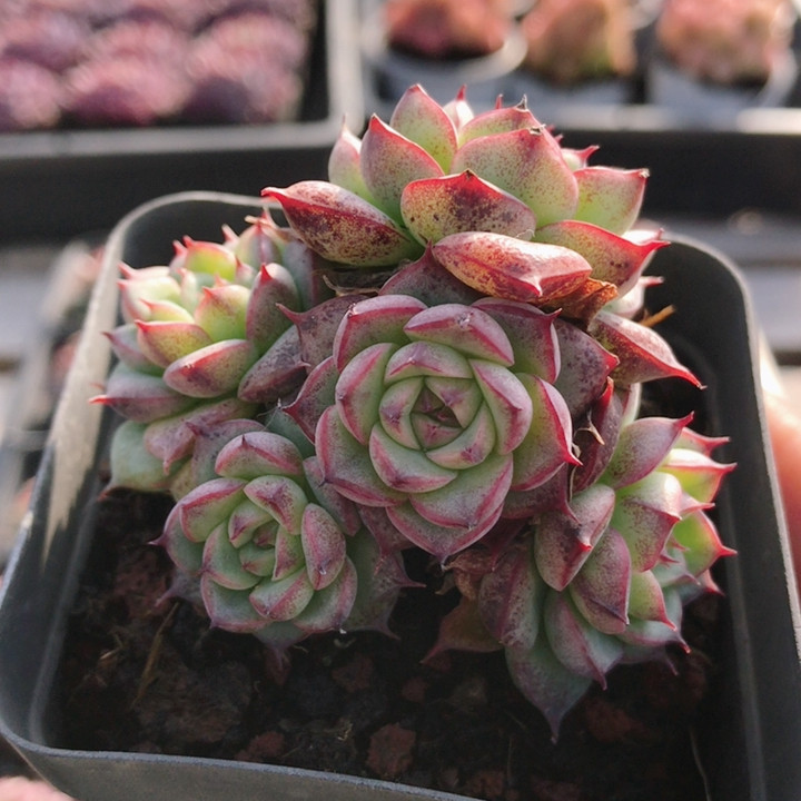 群生烟火  多肉植物窗台好养精品迷你罕见小盆栽高颜值（20包邮）,鲜花速递/花卉仿真/绿植园艺,多肉植物,淘宝优惠券,粉丝福利购,淘宝优惠卷