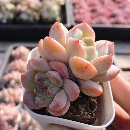 刚毅  精品可爱多肉植物小盆栽阳台窗台高颜值好养绿植（20包邮）