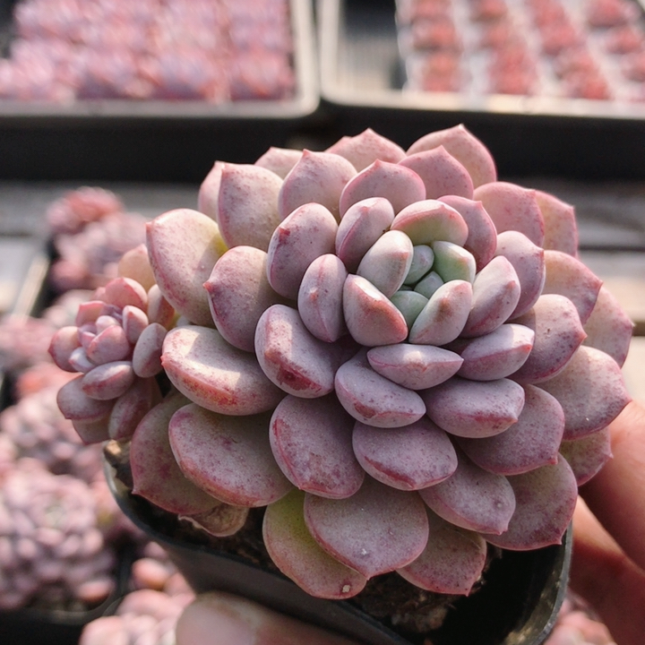 红衣仙子  多肉植物阳台罕见高颜值花卉高级迷你盆栽（20包邮）