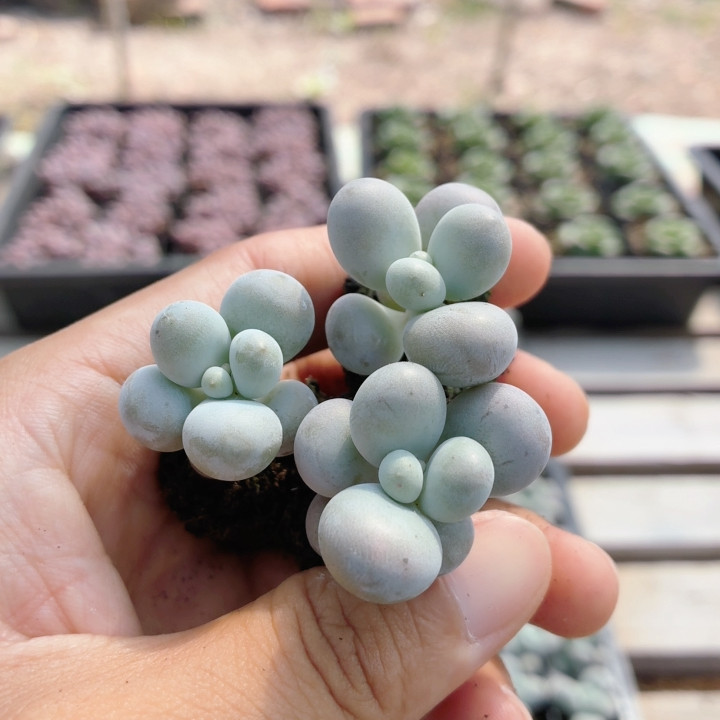 奶酪  可爱多肉植物阳台窗台小盆栽好养高颜值花卉绿植（20包邮）图片