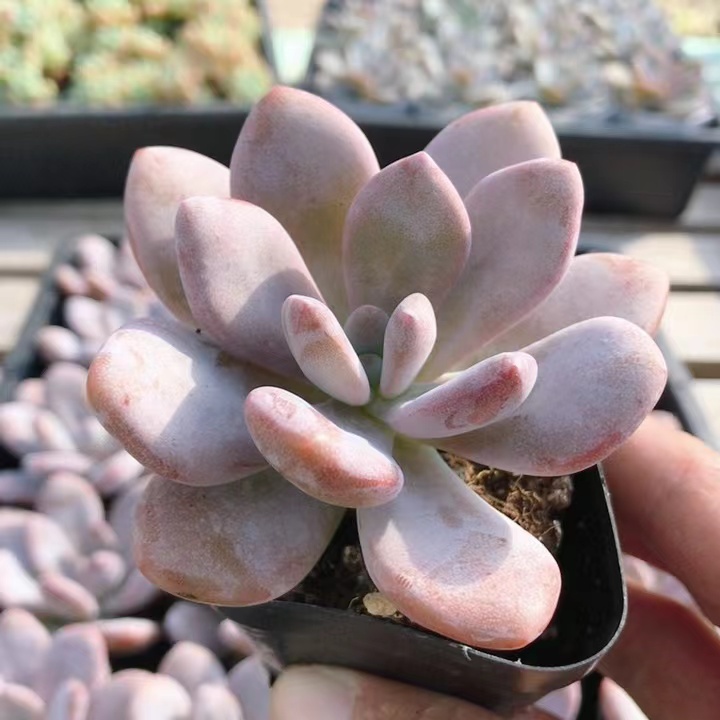 粉兔  精品多肉植物可爱好养易活阳台高颜值绿植小盆栽（20包邮）