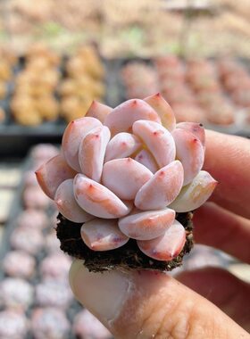 仙女橙  多肉植物可爱好养高颜值小盆栽名贵花卉盆栽（20包邮）