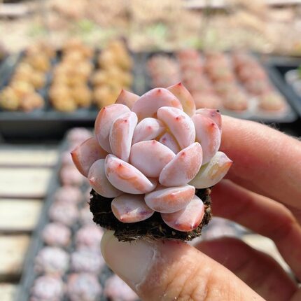 仙女橙  多肉植物可爱好养高颜值小盆栽名贵花卉盆栽（20包邮）