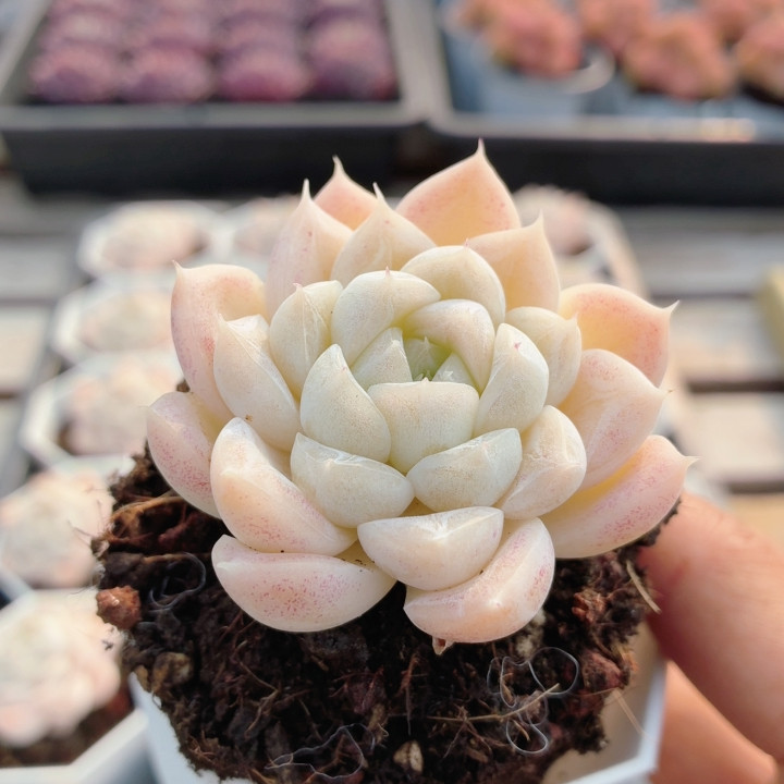 冰川  多肉植物可爱好养易活精品罕见高颜值小盆栽（20包邮）,鲜花速递/花卉仿真/绿植园艺,多肉植物,淘宝优惠券,粉丝福利购,淘宝优惠卷