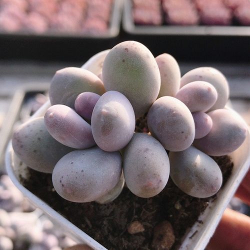 芭比奶  精品多肉植物办公室内好养易活稀有可爱高颜值（20包邮）