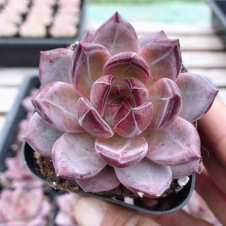 夜魔侠  红色系精品多肉植物阳台窗台好养活肉肉小盆栽（20包邮）