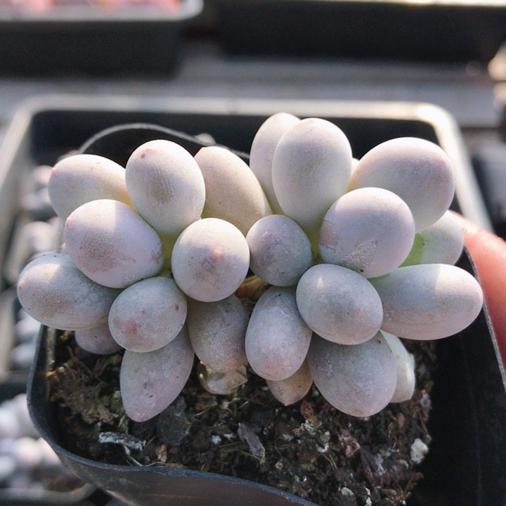 汤圆  精品多肉植物新手组合盆栽阳台庭院花卉高颜值（20包邮）,鲜花速递/花卉仿真/绿植园艺,多肉植物,淘宝优惠券,粉丝福利购,淘宝优惠卷