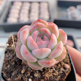 琴心 包邮 高颜值精品多肉植物阳台窗台好养活名贵小盆栽