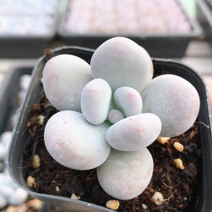 桃美人  可爱精品贵货稀有胖嘟嘟多肉植物小盆栽肉肉（20包邮