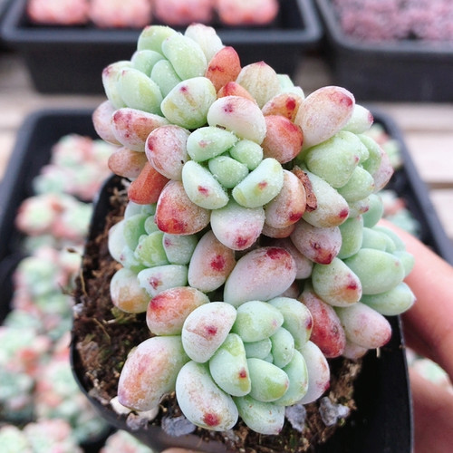 劳尔  多肉植物阳台办公好养易活稀有名贵高颜值小盆栽（20包邮）