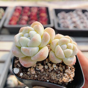 钻石冰玉  稀有多肉植物阳台好养高颜值名贵花卉绿植盆栽（20包邮