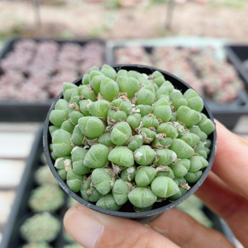 小米锥  高颜值精品多肉植物阳台窗台好养活名贵小盆栽（20包邮）