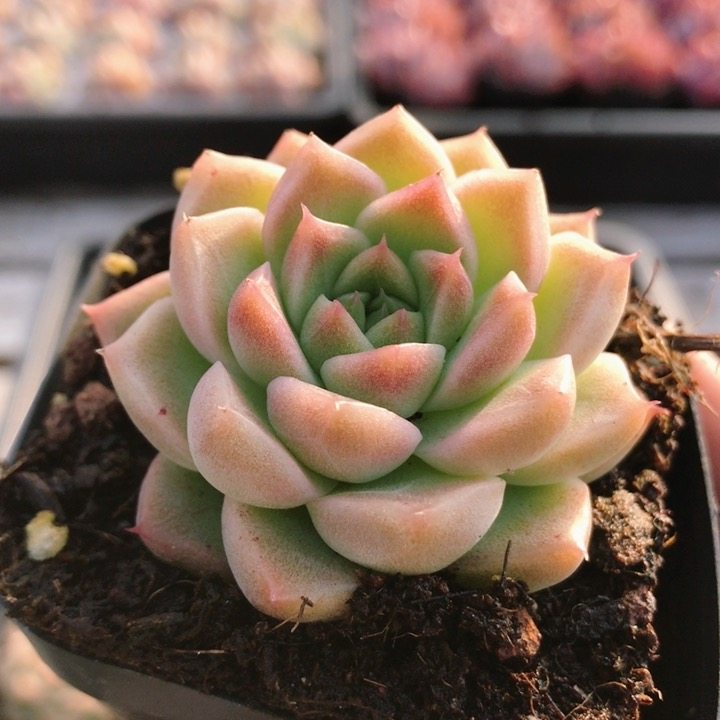 黄色麦秆  精品多肉植物办公桌面稀有品种好养绿植盆栽 （20包邮,鲜花速递/花卉仿真/绿植园艺,多肉植物,淘宝优惠券,粉丝福利购,淘宝优惠卷