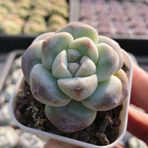 肥冰玉  高颜值多肉植物阳台窗台好养活绿植迷你小盆栽（20包邮）