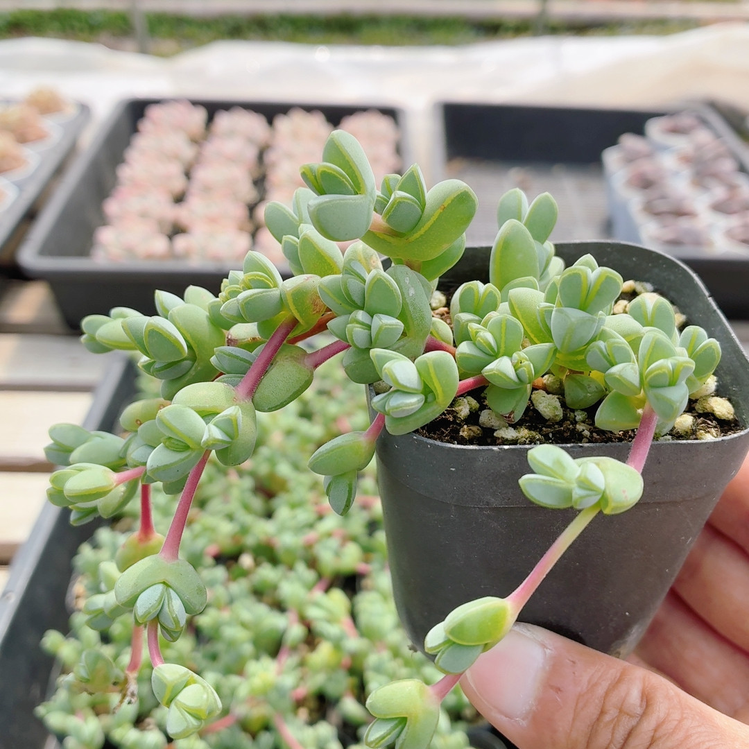 碧玉莲  多肉植物新手组合套餐盆栽好养易活精品高颜值（20包邮