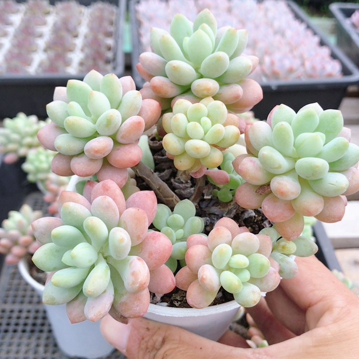 鱼子酱  多肉植物室内盆栽办公桌面稀有品种好养绿植 （20包邮）