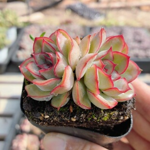 猎户座  多肉植物阳台窗台好养稀有名贵品种花卉小盆栽（20包邮）
