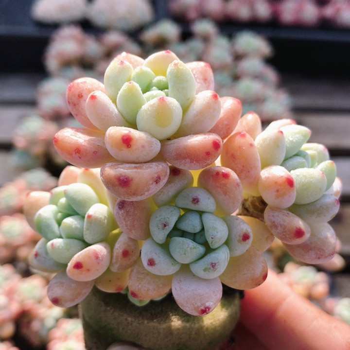 罗琦  多肉植物可爱好养高颜值小盆栽名贵花卉盆栽（20包邮）,鲜花速递/花卉仿真/绿植园艺,多肉植物,淘宝优惠券,粉丝福利购,淘宝优惠卷