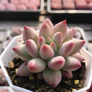 包邮 稀有多肉植物阳台好养可爱绿植花卉高颜值盆栽 金鱼姬