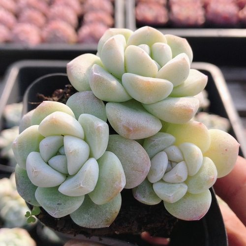 三头冰玉  多肉植物窗台好养精品迷你罕见小盆栽高颜值（20包邮）