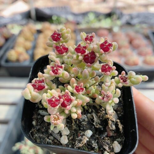 红宝石枝干锦  高颜值多肉植物阳台窗台好养活绿植小盆栽（20包邮