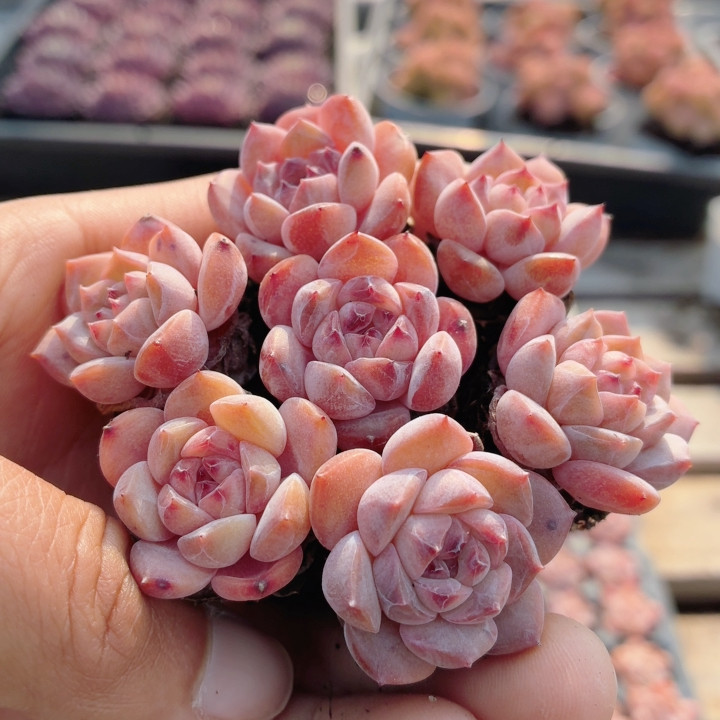 草莓果酱  多肉植物精品贵货花卉绿植小盆栽好养高颜值（20包邮）,鲜花速递/花卉仿真/绿植园艺,多肉植物,淘宝优惠券,粉丝福利购,淘宝优惠卷