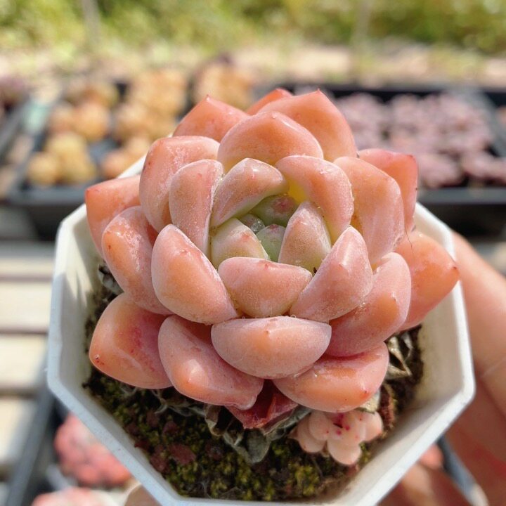 精品厚梦  多肉植物精品高颜值绿植花好养迷你小盆栽（20包邮）