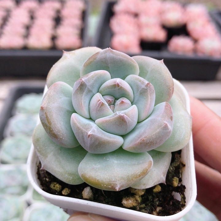 白梦  稀有新品多肉室内阳台好养可爱胖嘟嘟肉肉(满20包邮)