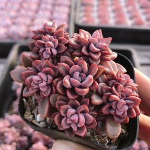 紫星 精品多肉植物桌面稀有品种绿植花卉小盆栽高颜值(20包邮)