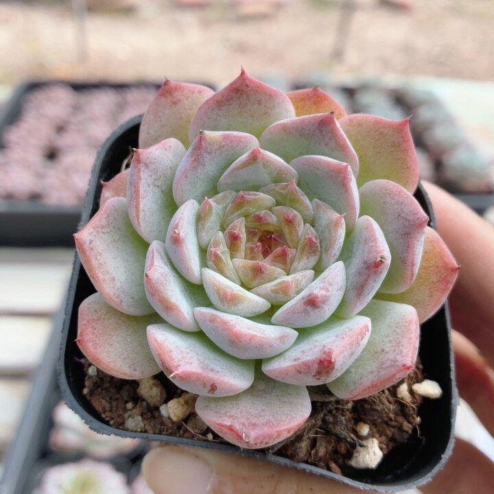 冰糖水晶  高颜值多肉植物阳台办公室内花卉绿植小盆栽（20包邮）