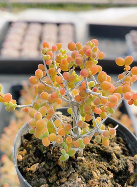 金桔枝干番杏  多肉植物阳台好养高颜值稀有绿植小盆栽（20包邮）