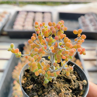 金桔枝干番杏 多肉植物阳台好养高颜值稀有绿植小盆栽(20包邮)