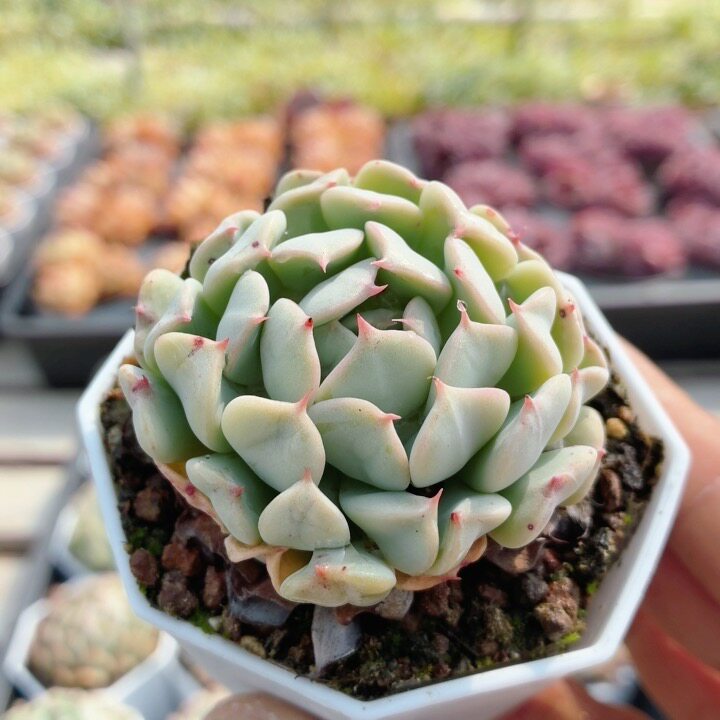 飞行少年 名贵多肉植物新手阳台好养易活精品花卉小盆栽(20包邮