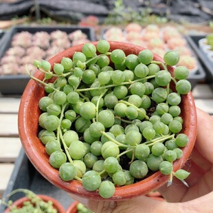 佛珠  精品多肉植物办公室内好养盆栽阳台花卉绿植盆栽（20包邮）