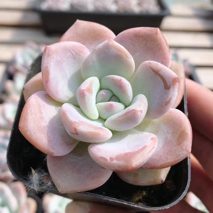 OP冰玉  多肉植物盆栽室内阳台窗台可爱好养名贵萌肉肉（20包邮