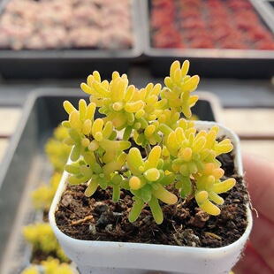 糖球锦枝干  多肉植物稀有阳台好养绿植花卉精品小盆栽（20包邮