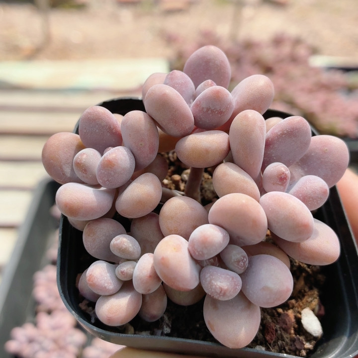 5头桃蛋  稀有多肉植物绿植阳台精品高颜值迷你小盆栽 （20包邮