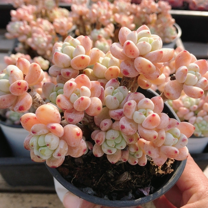 樱花罗琦  名贵多肉植物阳台好养高颜值稀有绿植花卉盆栽（20包邮,鲜花速递/花卉仿真/绿植园艺,多肉植物,淘宝优惠券,粉丝福利购,淘宝优惠卷