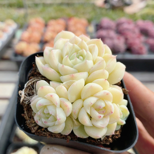 白天鹅 包邮 稀有多肉植物阳台好养高颜值名贵花卉绿植盆栽